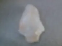 white bird oct.webp