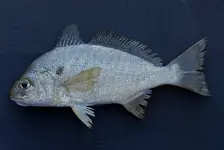 800px-Spot_(_Leiostomus_xanthurus_)[1].webp
