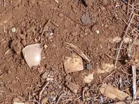 Waialua Dairy Tokens.webp