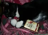 Turkey Cat.webp