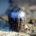 NC FINDS 9-19 002.webp