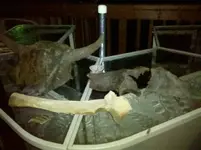 Bison skull.webp