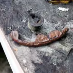 NC FINDS 9-15 006.webp