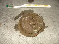 is this a land mine (10).webp
