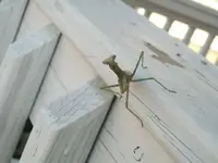 praying mantis.webp