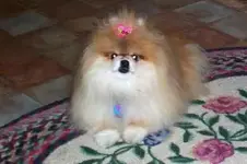 molly b darn.webp