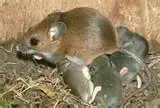 deer mouse.webp