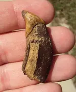cat tooth.webp