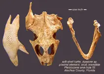 turtleapaloneskull.webp