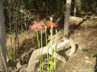 Naked Ladies In The Woods 001.webp