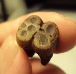 peccary tooth.webp