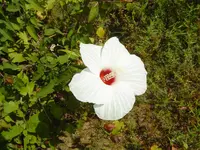 Flowers 001.webp