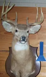buck1.webp
