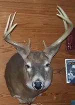 buck2.webp