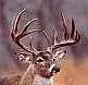 images.webp