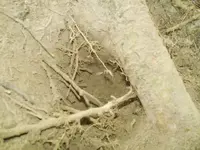 barbarroot.webp