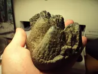 Partial Mastodon tooth.webp