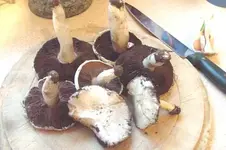 Mushrooms.webp