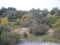 100_0270.webp