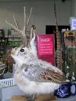 Winged Jackalope.webp