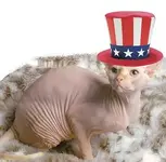cat.webp