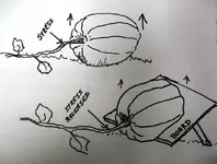pumpkin.webp