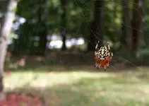 spider1.webp