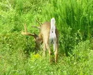 Rooftop Bucks 024.webp