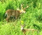 Rooftop Bucks 028.webp