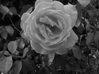 rose bw.webp