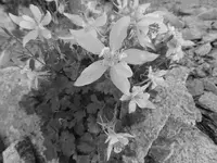 bw columbine.webp
