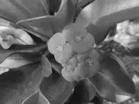 flowers 002.webp