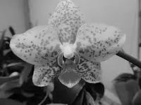 flowers 006.webp