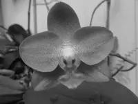 flowers 007.webp