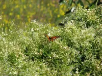 MonarchinBush.webp