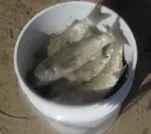 825MULLET2.webp