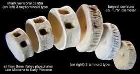 fishsharkvertebrae.webp