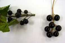 berries1.webp