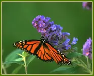 IMG_8645 BY Monarch.webp
