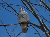 regal friend.webp