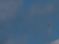 another red tailed bird.webp