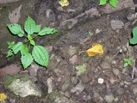 8-26-10 insitu.webp