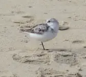 PLOVER.webp