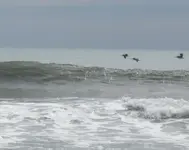 PELICANS.webp