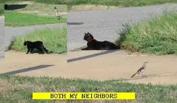 EM4CAT.webp