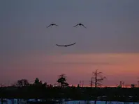 Image.webp