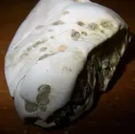 rock (3).webp