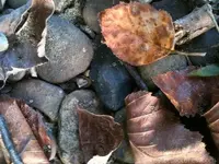 500_00548682[1].webp
