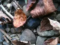500_00548683[1].webp
