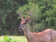 backyard 3.webp